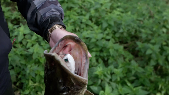 SWIMBAIT REPUBLIC Glideway 176 - Water Wolves Fishing Store