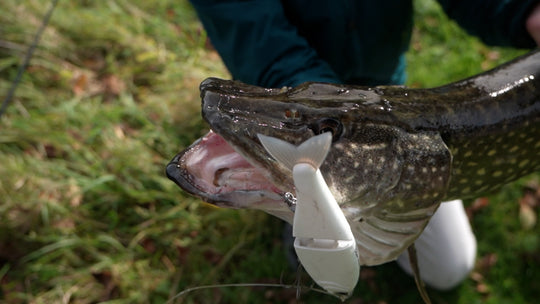 SWIMBAIT REPUBLIC Glideway 176 - Water Wolves Fishing Store