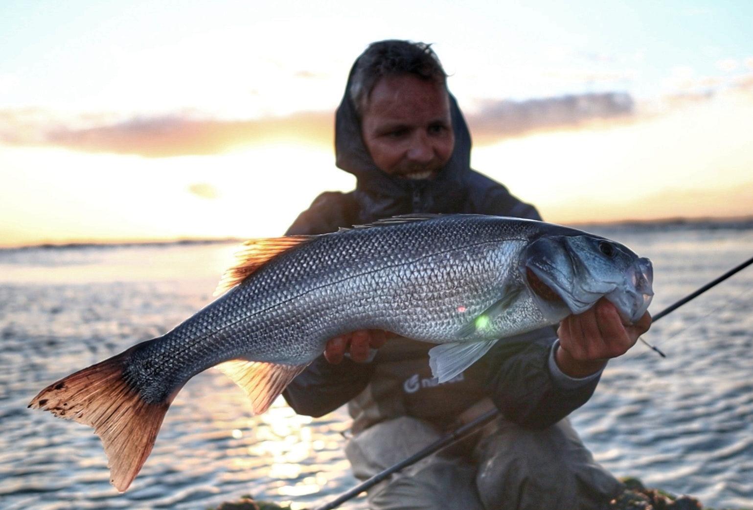 Zeebaars aan de Westerschelde