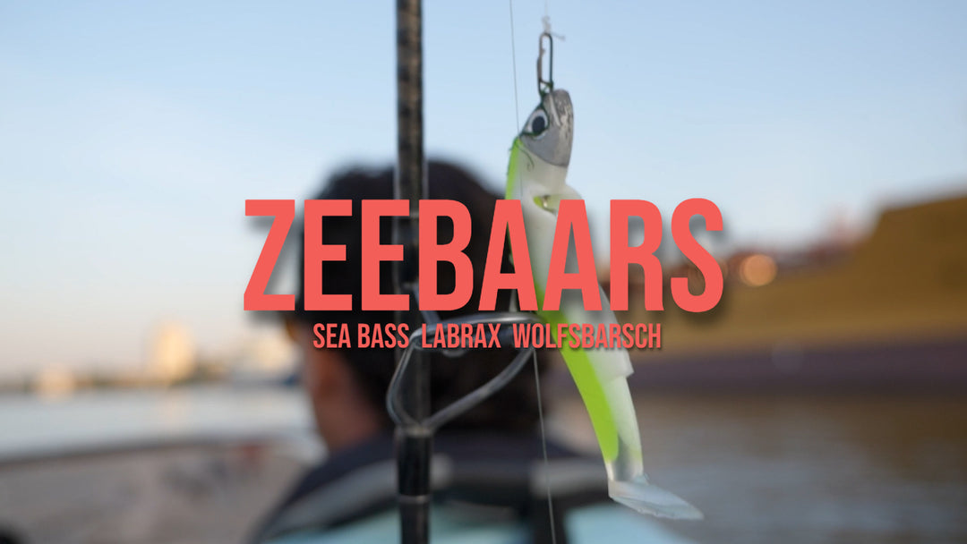 Sea bass fishing with lures in the ports of Rotterdam and Europoort